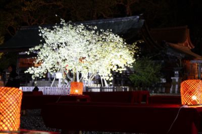 上地八幡宮の鬱金桜桜まつりの夜間ライトアップ