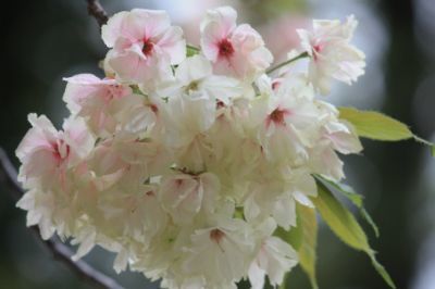 上地八幡宮の鬱金桜の咲き中
