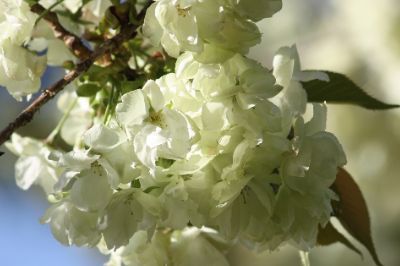 桜まつり 上地八幡宮 桜まつり 上地八幡宮