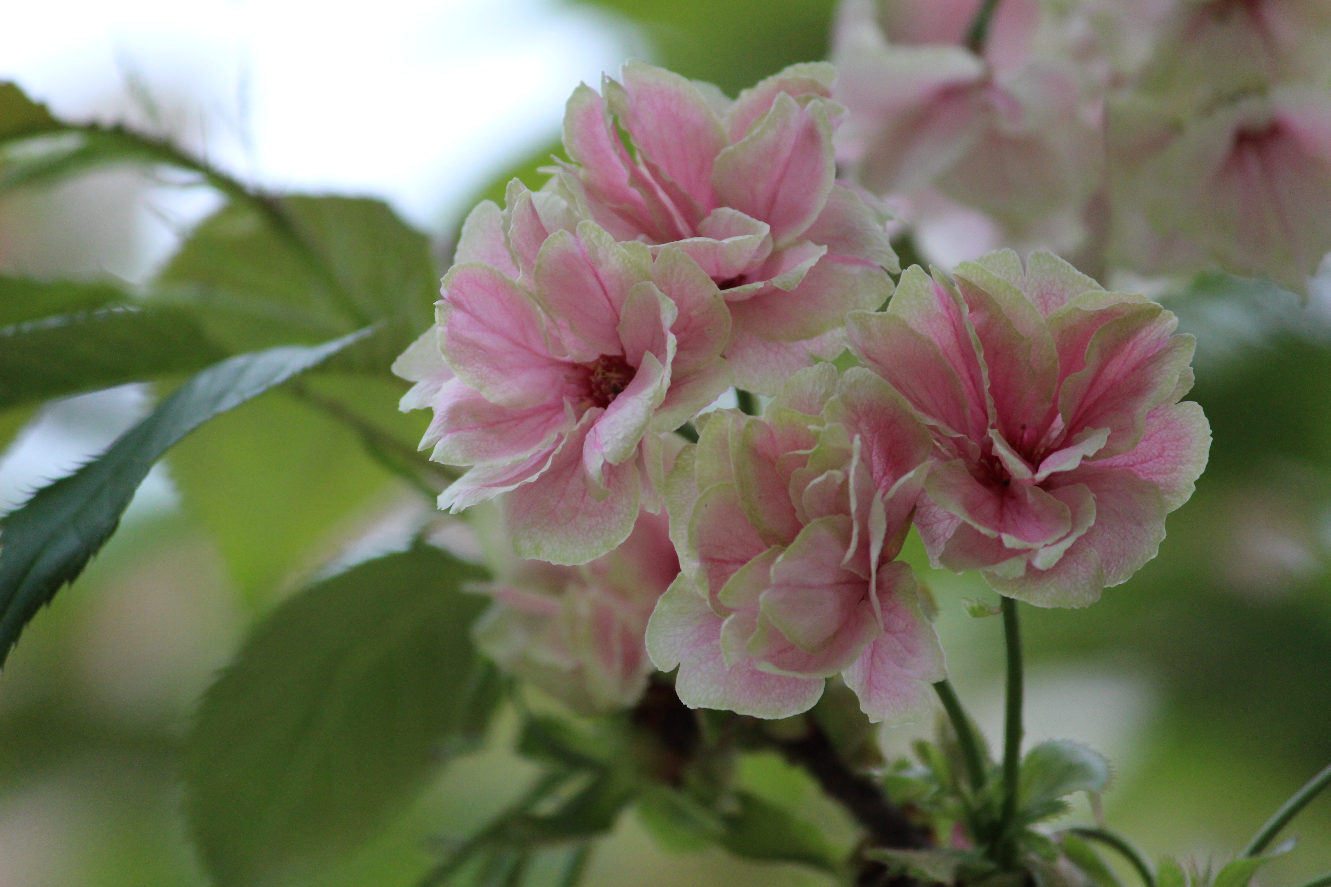 桜まつり 上地八幡宮 桜まつり 上地八幡宮