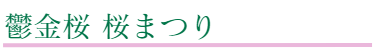 鬱金桜の桜まつり